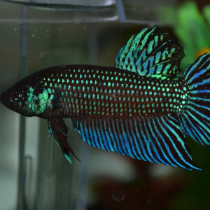 Betta mahachaiensis