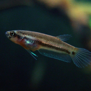 Betta ocellata