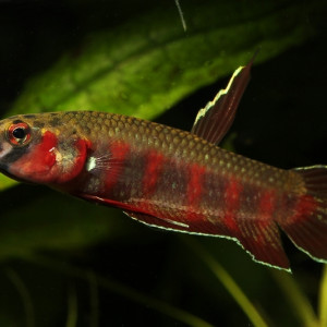 Betta rubra