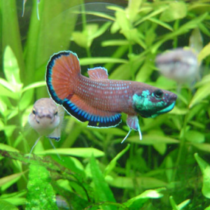 Betta simplex