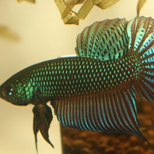 Betta smaragdina