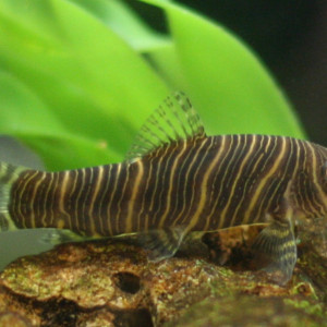 Botia striata