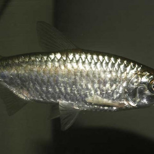 Poisson brycinus nurse fiche complète, paramètres, volume