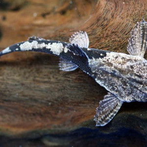 Bunocephalus knerii