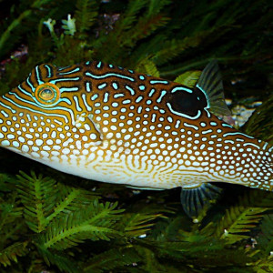 Canthigaster solandri