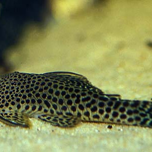 Poisson chaetostoma pearsei (chaetostoma pearsei) fiche complète