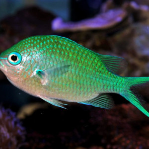 Chromis viridis