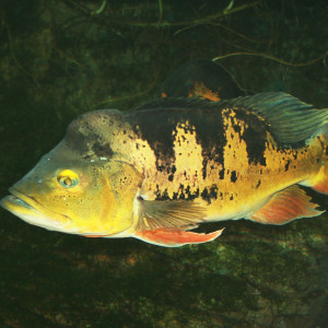 Cichla ocellaris