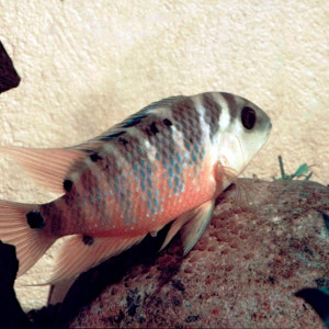 Cichlasoma atromaculatum