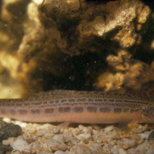 Cobitis sinensis