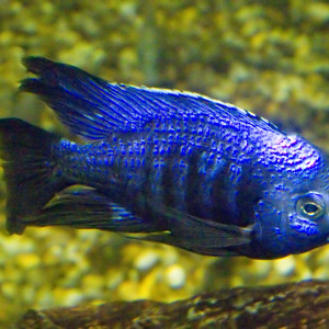 Copadichromis azureus