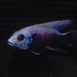 Copadichromis mloto