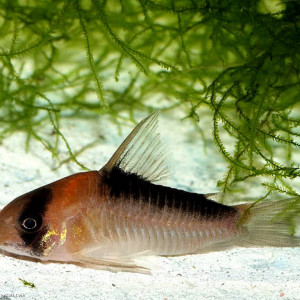 Corydoras adolfoi