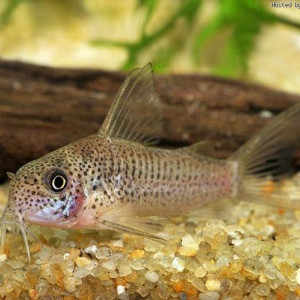 Corydoras albolineatus