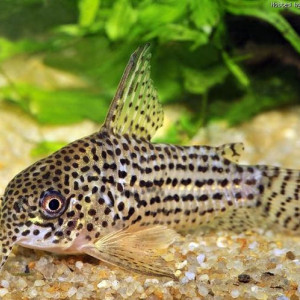 Corydoras araguaiaensis