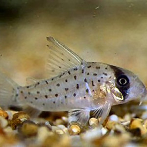 Corydoras atropersonatus