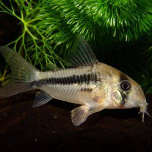 Corydoras axelrodi