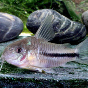 Corydoras baderi