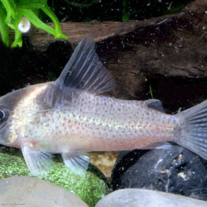 Corydoras bicolor