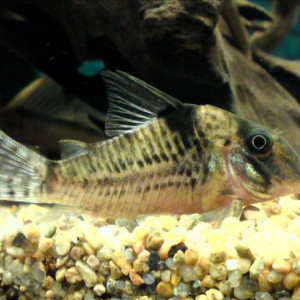 Corydoras blochi