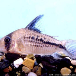 Corydoras bondi