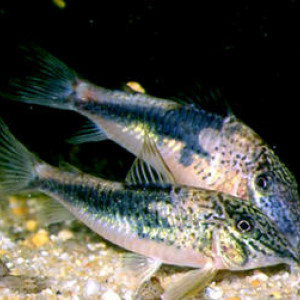 Corydoras coriatae