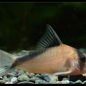 Corydoras davidsandsi