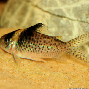 Corydoras delphax