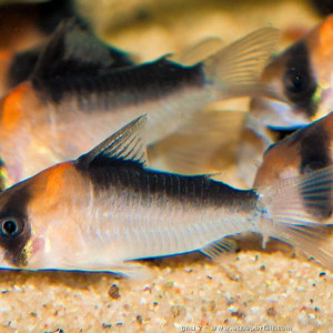 Corydoras duplicareus