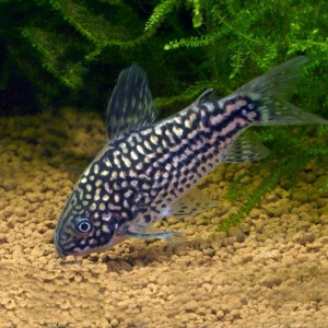 Corydoras elegans