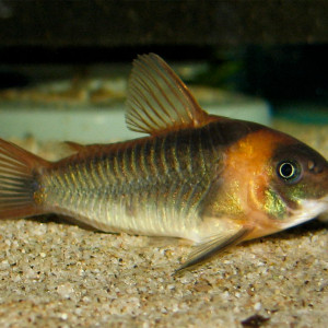 Corydoras eques