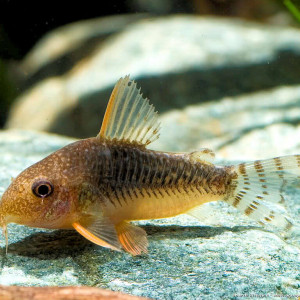 Corydoras gossei