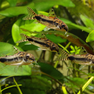 Corydoras habrosus