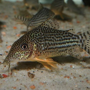 Corydoras haraldschultzi