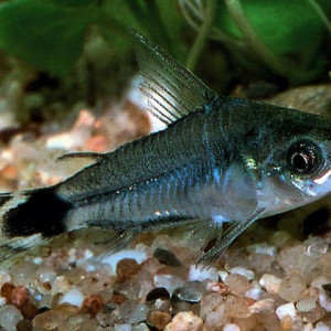 Corydoras hastatus