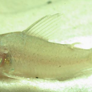 Corydoras heteromorphus