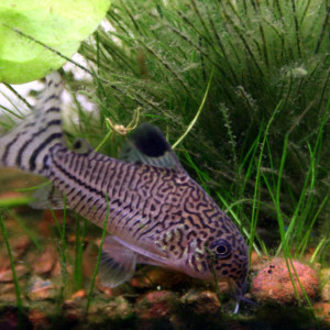 Corydoras julii