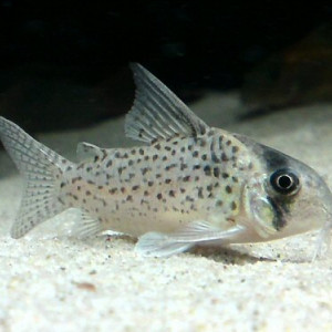 Corydoras kanei