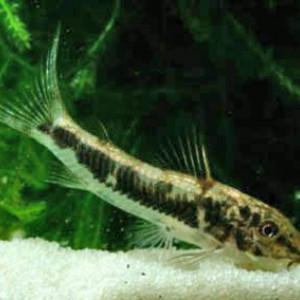 Corydoras lacerdai