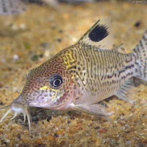 Corydoras leopardus