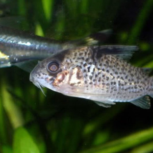 Corydoras leucomelas