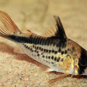 Corydoras loxozonus