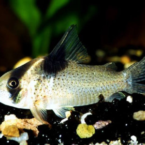 Corydoras melanistius