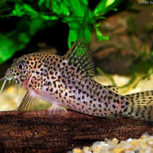 Corydoras multimaculatus