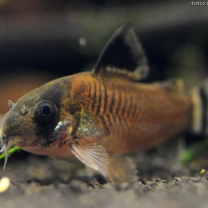 Corydoras oiapoquensis