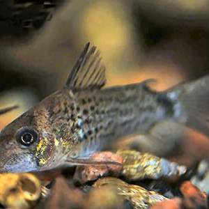 Corydoras osteocarus