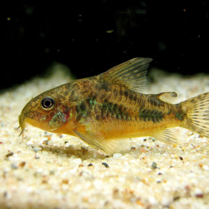 Corydoras paleatus