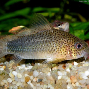 Corydoras polystictus