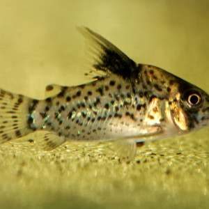 Corydoras punctatus