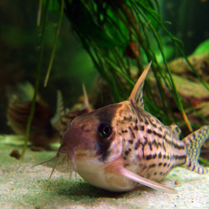 Corydoras schwartzi